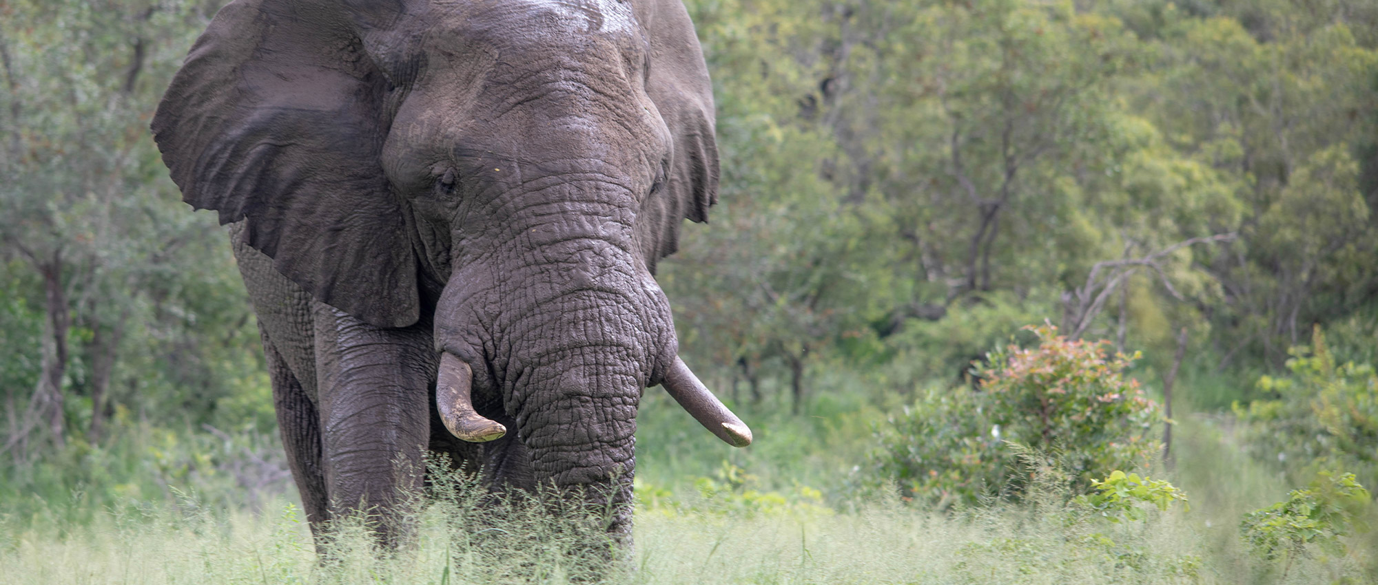 Elephant Whispers: A conservation effort unlike any other