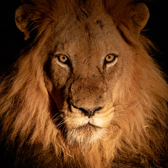 Travel Brand Africa - Productions